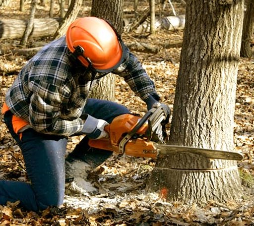Tree Removal in Lost Hills, CA